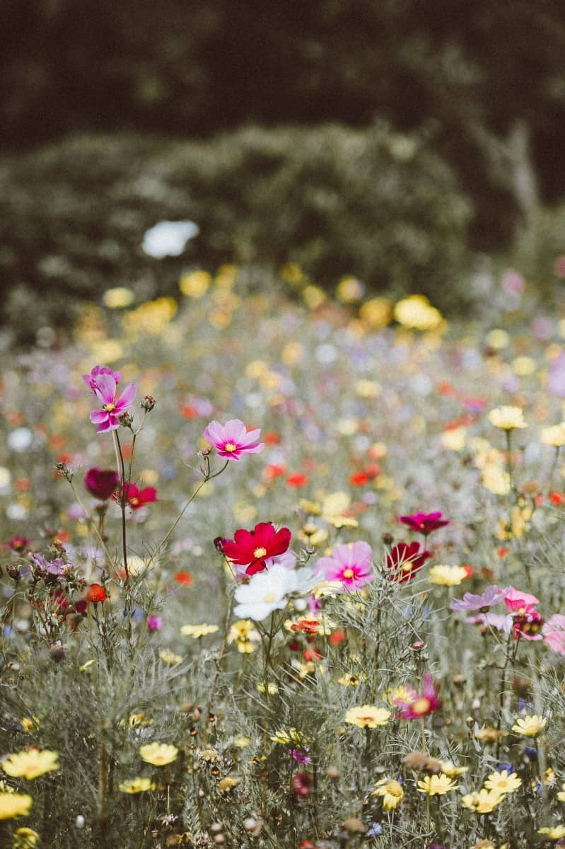 How to grow a wild a wildflower - roseyhome - flowers, gardening, garden, planting, wildflowers