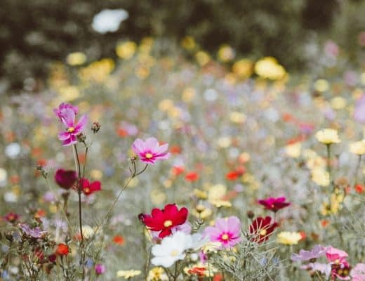 How to grow a wild a wildflower - roseyhome - flowers, gardening, garden, planting, wildflowers